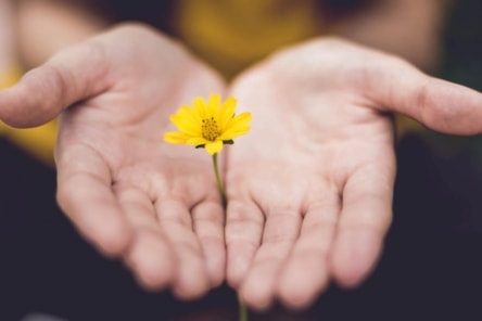 Cupped hands holding a single yellow flower with a green stem.