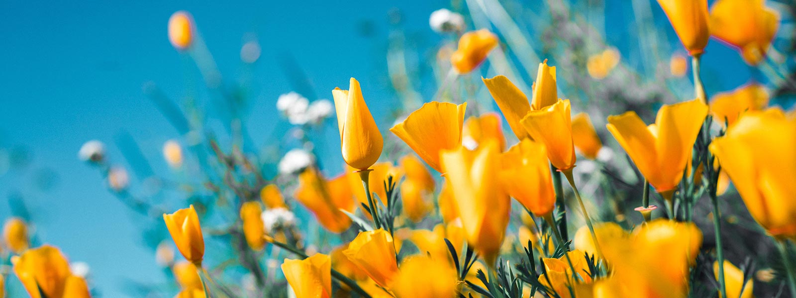 A close up of yellow flowers