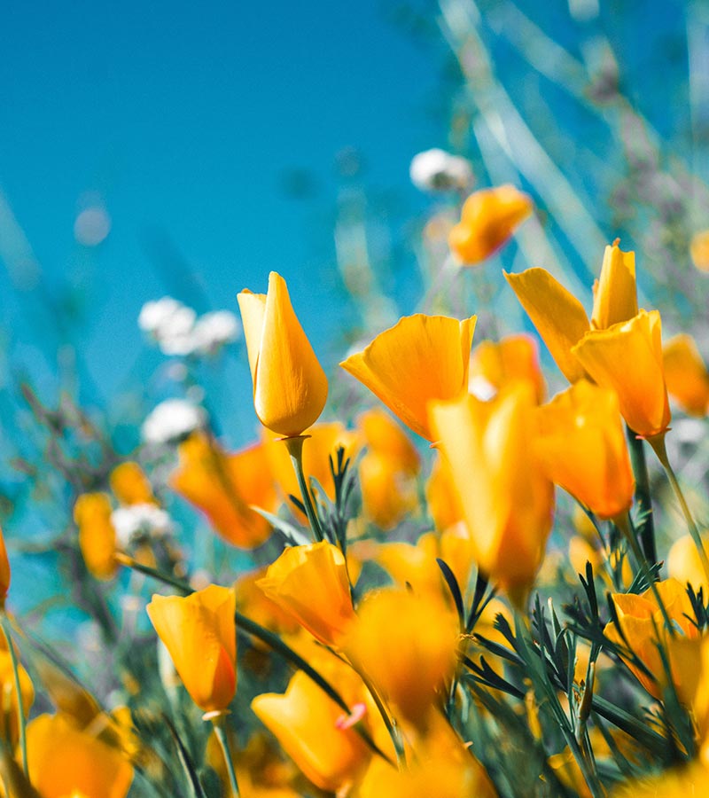 A close up of yellow flowers